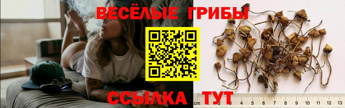 Галлюциногенные грибы Cubensis Коммунар